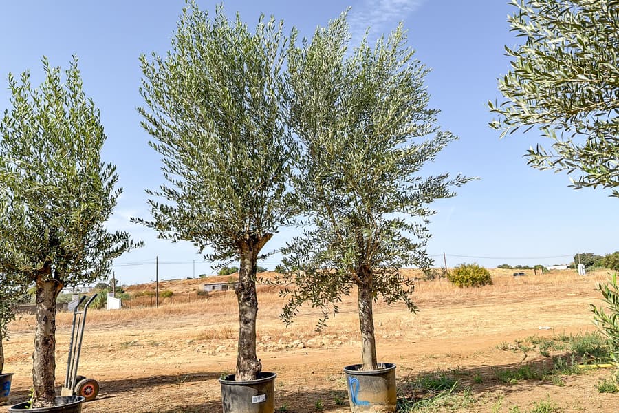 2 Olivenbäume Olea Europaea 